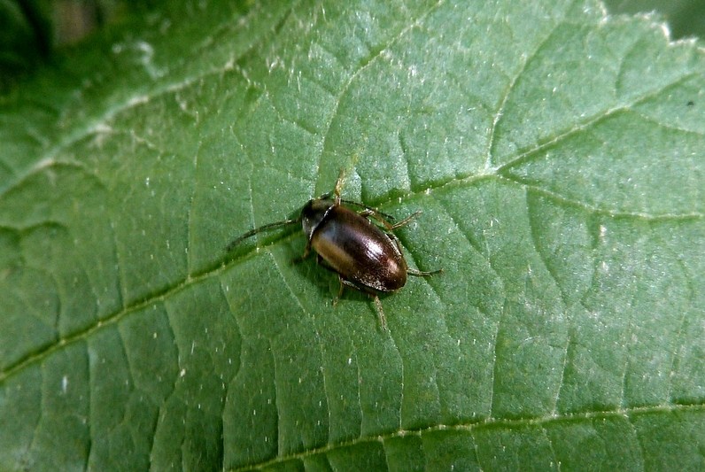 Isomira sp. (Tenebrionidae, Alleculinae)